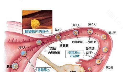 受精卵是怎么样变成胎儿的？着床后孕妇会有什么变化孕育会使女性更聪明吗孕育会使女性更聪明 天窗(129266)